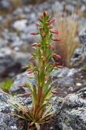 Image of dwarf gentian