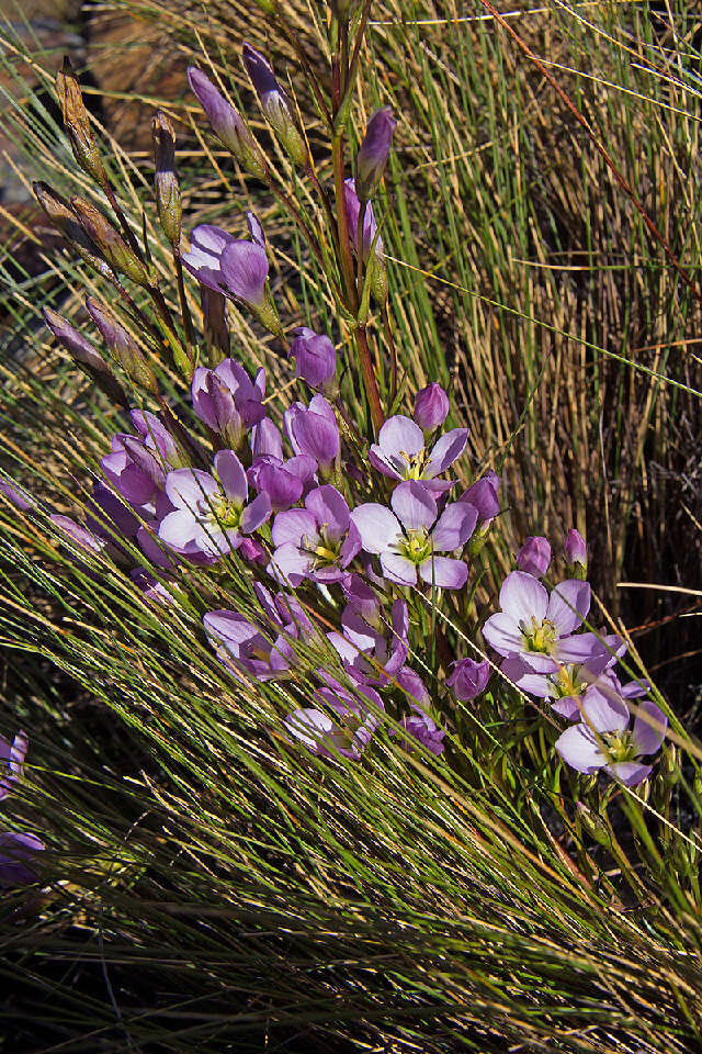 Image of dwarf gentian