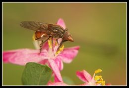 Image of Rhingia campestris Meigen 1822