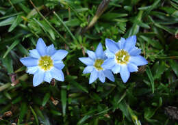 Image of dwarf gentian