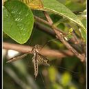 Imagem de Tipula (Acutipula) maxima Poda 1761