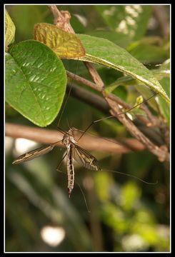 Image of Tipula (Acutipula) maxima Poda 1761