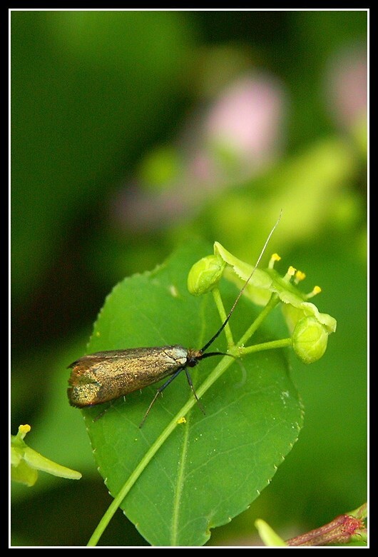 Image of <i>Adela reaumurella</i>