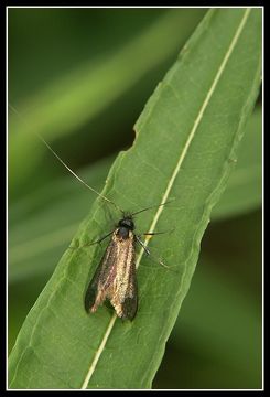 Image of <i>Adela reaumurella</i>