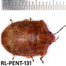 Image of Pachycorinae