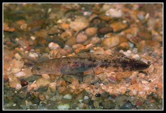 Image de Hynobius lichenatus Boulenger 1883