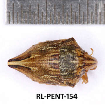 Image of Odontotarsus