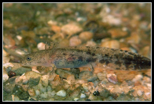 Image de Hynobius lichenatus Boulenger 1883