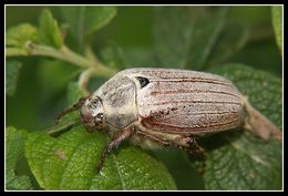 Image de Melolontha melolontha (Linnaeus 1758)