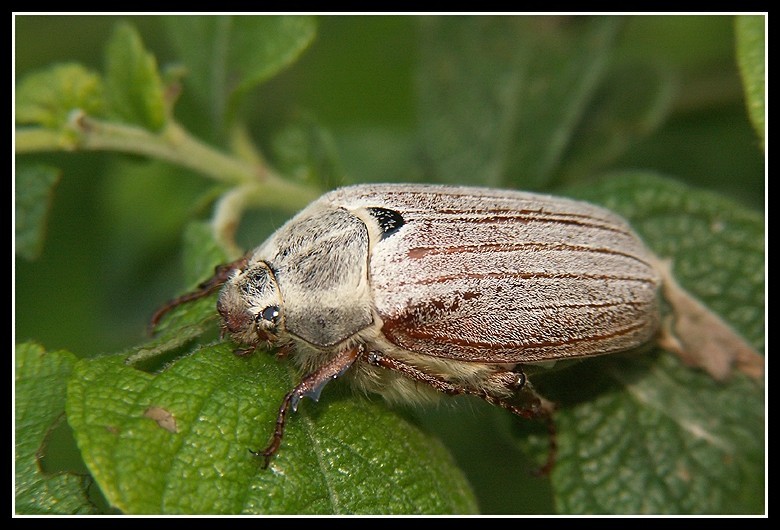 Image de Melolontha melolontha (Linnaeus 1758)