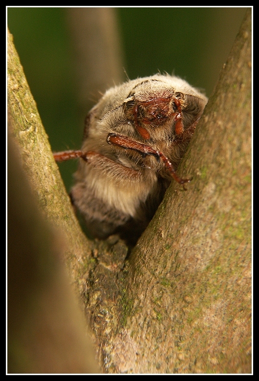 Image de Melolontha melolontha (Linnaeus 1758)