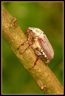 Image of Common cockchafer