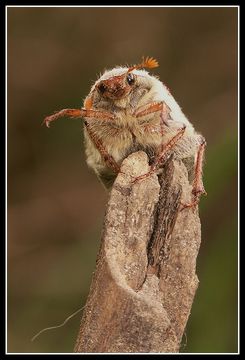 Image of Common cockchafer