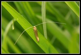 Image de Nematopogon swammerdamella Linnaeus 1758