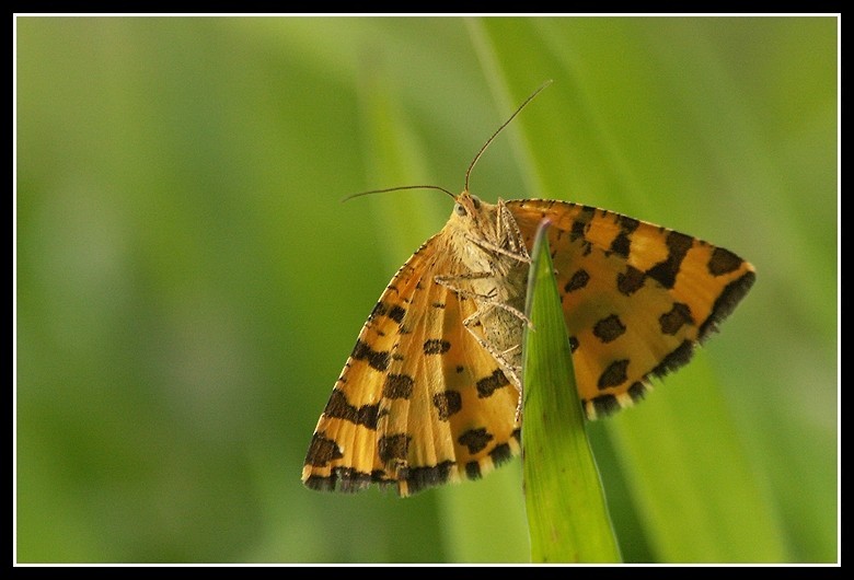 Image of speckled yellow