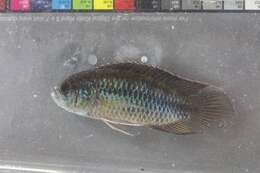 Image of Apistogramma