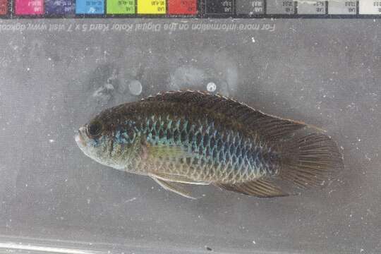 Image of Apistogramma