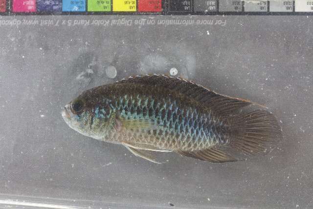 Image of Apistogramma