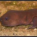 Image of Shangcheng salamander