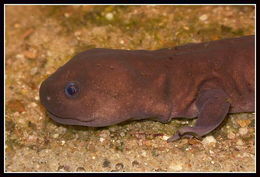 Image of Shangcheng salamander