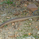 Image of Linnaeus' Lance Skink