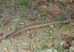 Image of Linnaeus' Lance Skink