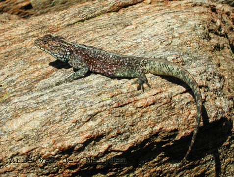 Image of southern rock agama