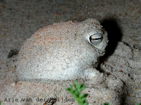 Image of Desert Rain Frog