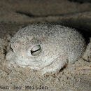 Image of Desert Rain Frog