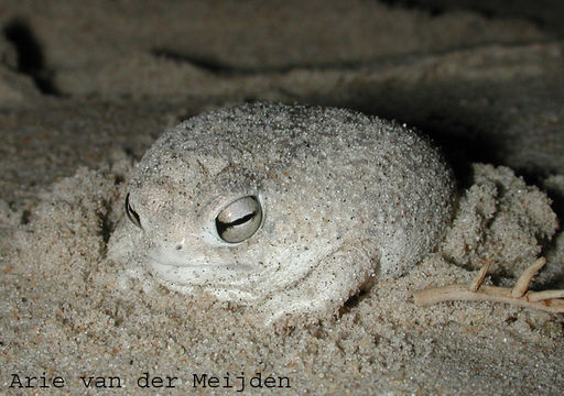 Image of Desert Rain Frog