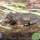 Image of Namaqua dainty frog