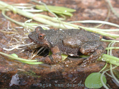 Image de Cacosternum namaquense Werner 1910