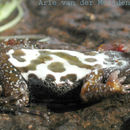 Image of Namaqua dainty frog