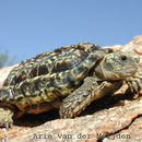 Image of Cape Tortoises