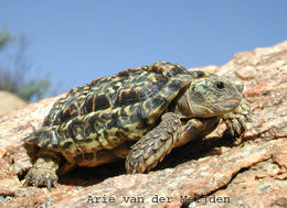 Image of speckled cape tortoise
