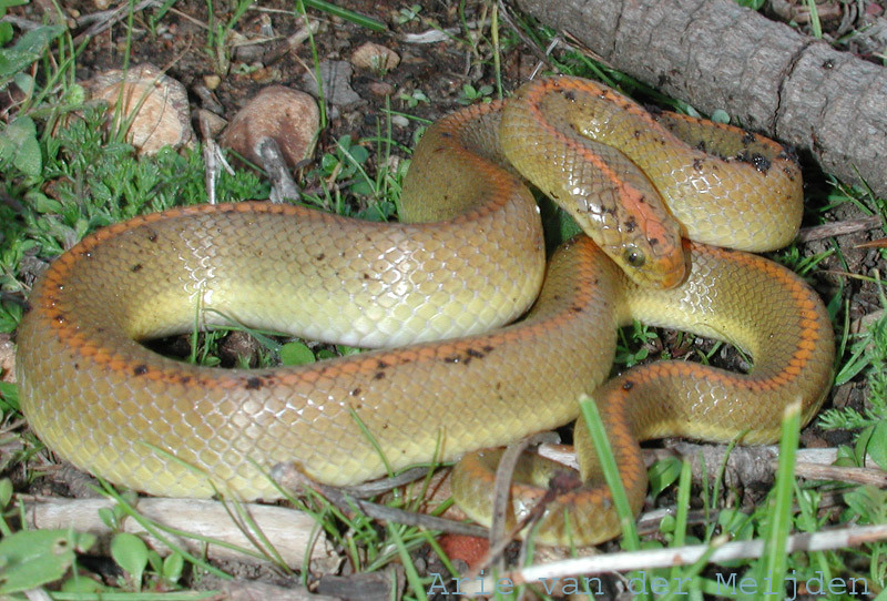 Abyssinian House Snake