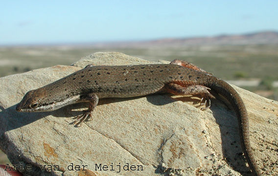 Image of Variegated Skink