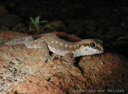 Image of Cradock Thick-toed Gecko