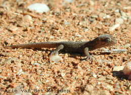 Pachydactylus labialis Fitzsimons 1938 resmi