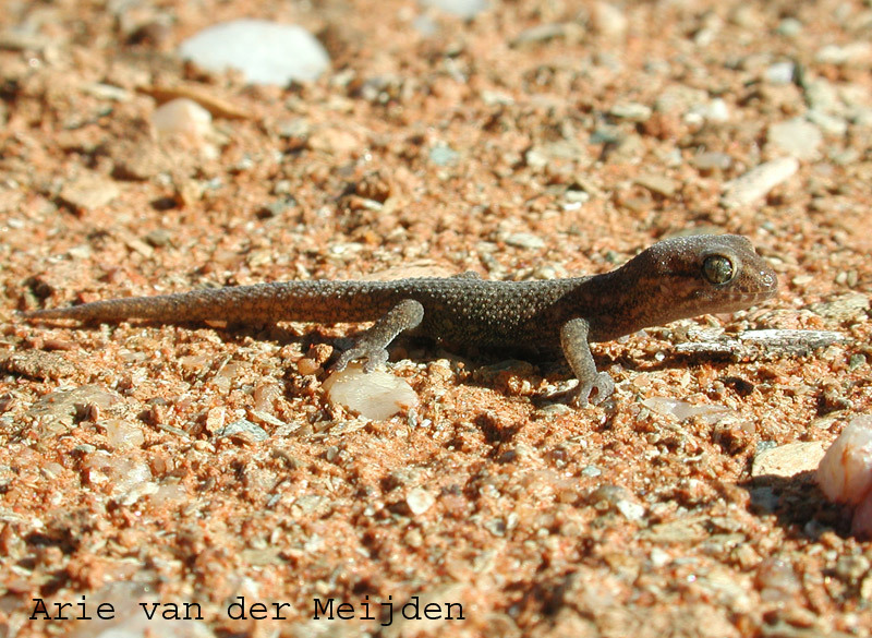 Image of Calvinia Thick-toed Gecko