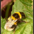 Plancia ëd Bombus hortorum (Linnaeus 1761)