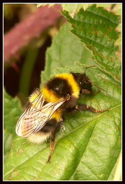 Image of Small garden bumblebee