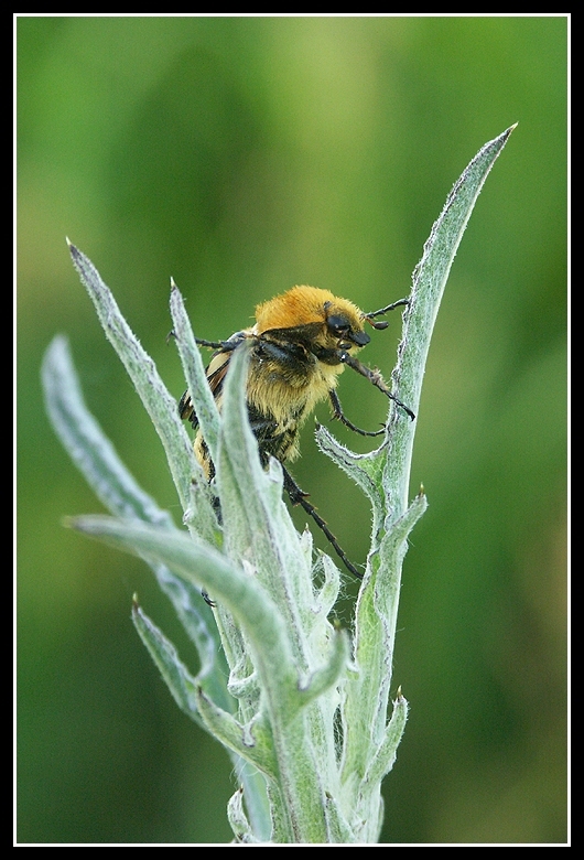 Image of Bee beetle