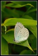 Image of holly blue