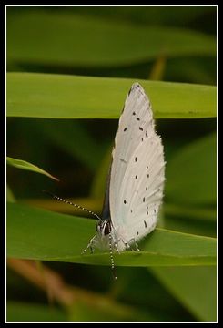 Image of holly blue