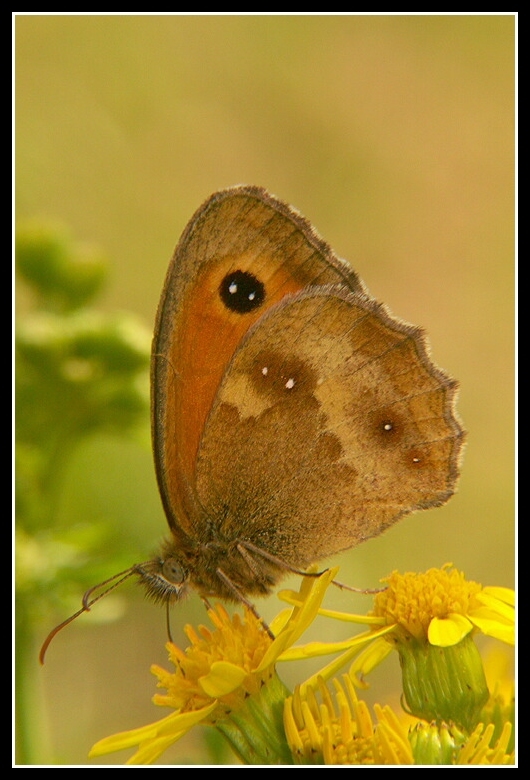 Imagem de Pyronia tithonus Linnaeus 1771