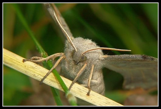 Image of poplar hawk-moth