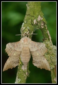 Image of poplar hawk-moth