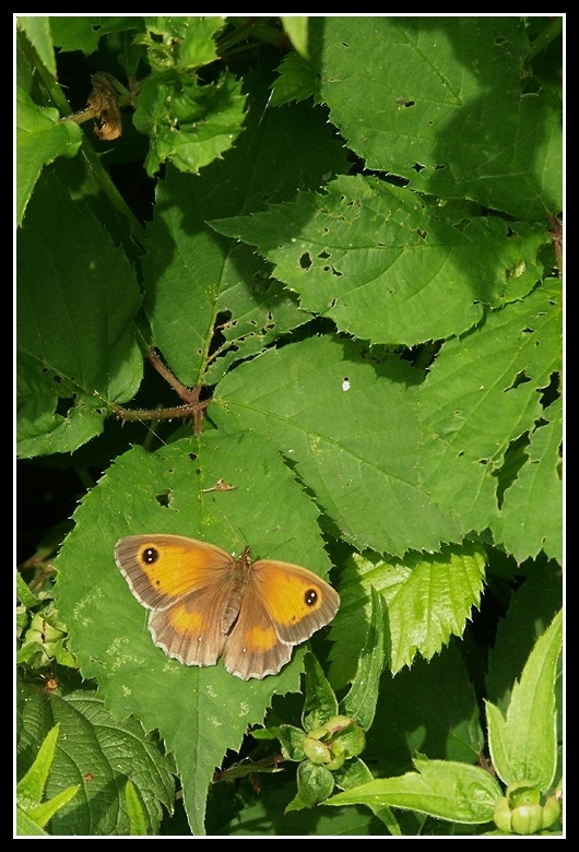 Image of hedge brown