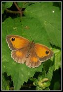 Image of hedge brown